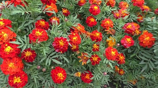 Всхожесть своих семян брюквы и пажитника отличная