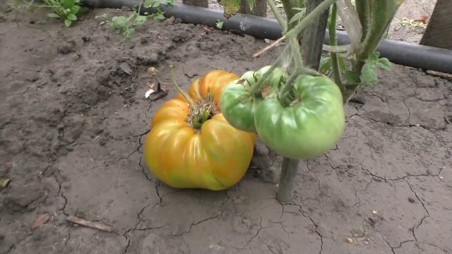 Сорт помидоров МАМОНТ НЕМЕЦКИЙ ЗОЛОТОЙ БИКОЛОР