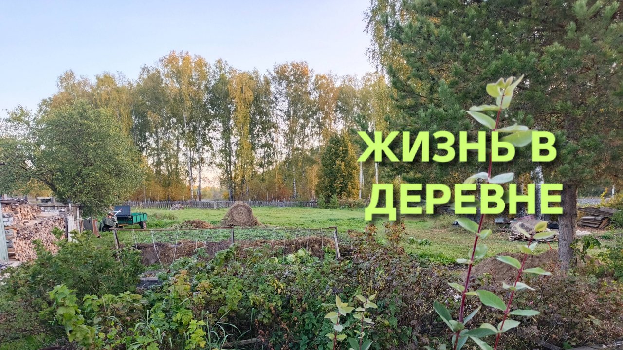 Одно утро из жизни в деревне