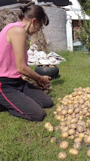 Счастливая белорусочка. Картофельный рай - маленькое счастье. Знатный урожай!