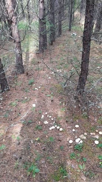 Ведьмин круг.