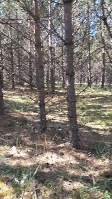 Собираем грибочки.