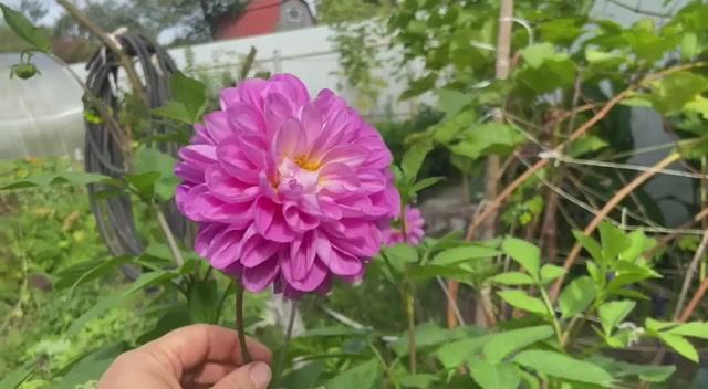 Георгин. Мой любимый