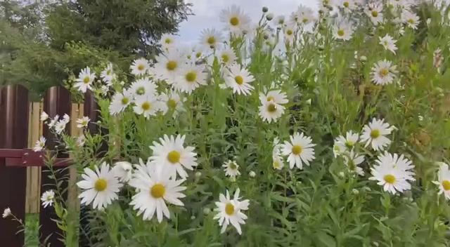 Цветы, которые цветут осенью у меня на даче!