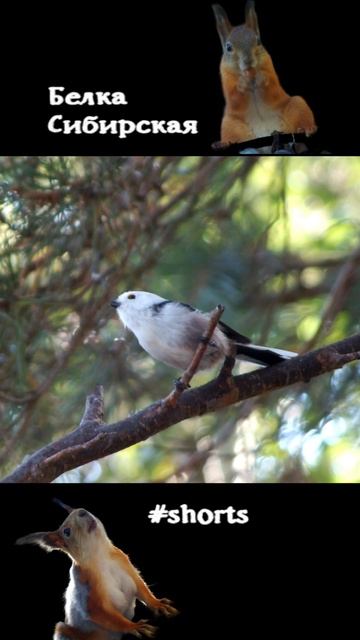 Длиннохвостая синица у кормушки