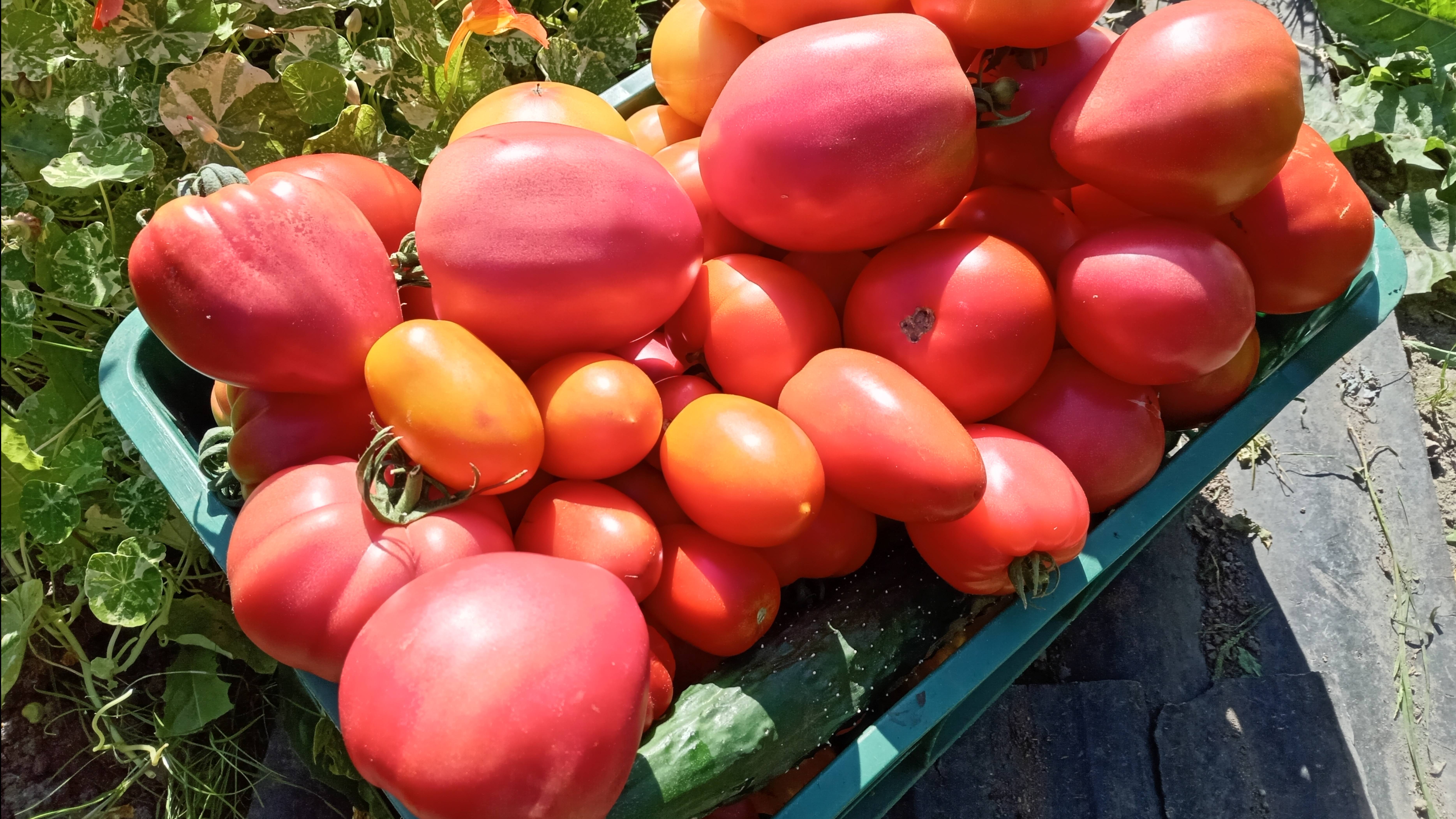 КЛАДОСПОРИОЗ. СЕРАЯ ГНИЛЬ ПЛОДОВ.