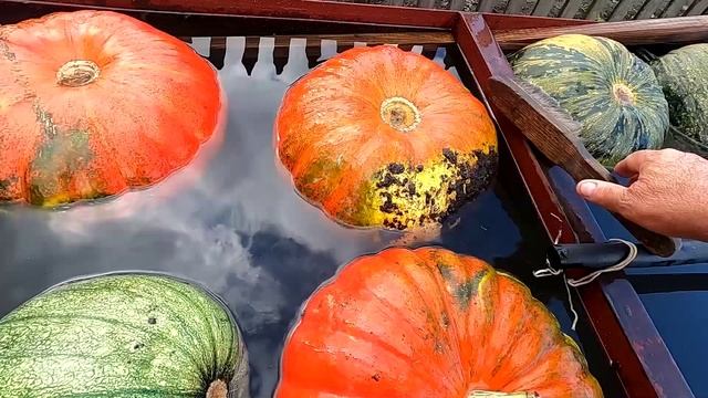 Уборка тыквы