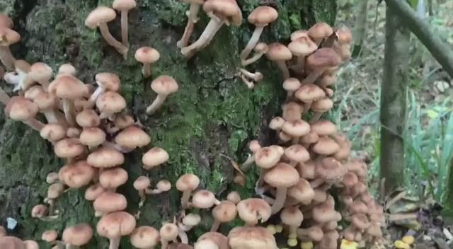 Опята пошли. 3 сентября