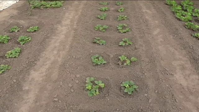 Как я приводил в порядок заброшенный участок