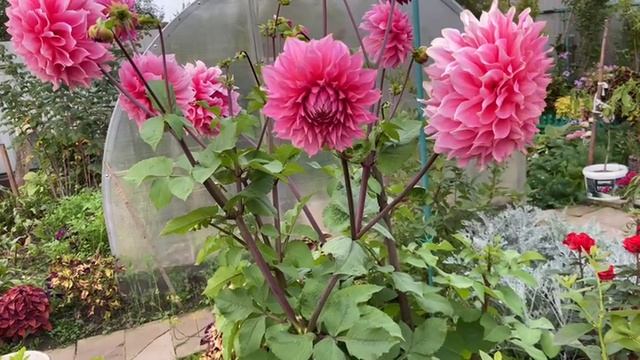 Георгин крупный розовый красивый. 17 сентября.