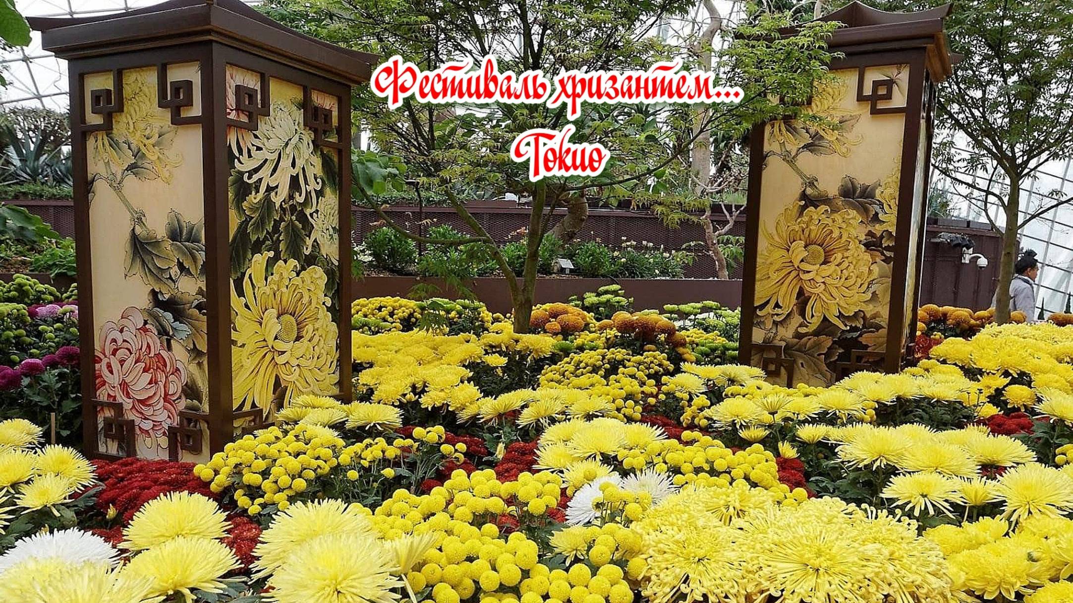 Фестиваль хризантем в Токио*