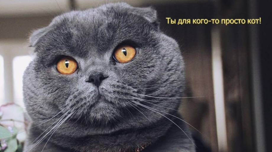 Ты для кого-то просто кот!