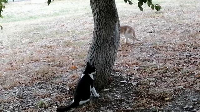 Коты перед дракой.