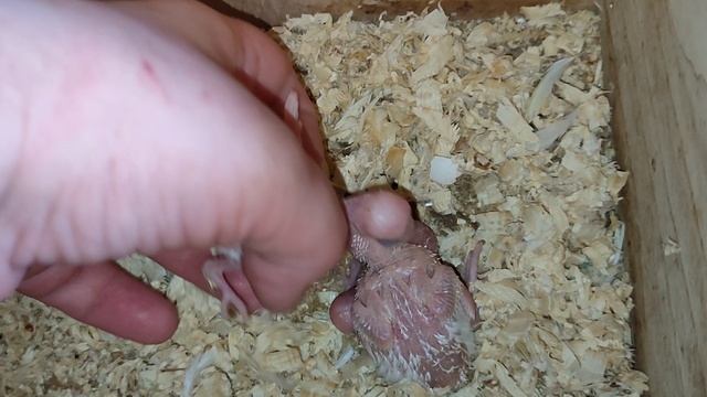 #птенцы_попугая 19/09/25 #птенцывгнезде #волнистыйпопугай