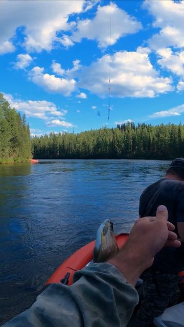 Царская рыба