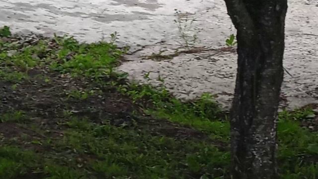 17.6.25г. Как всегда Посетил ДОЖДЬ!!!   Всё Гниёт😢.  Чеснок в Опасности!!!