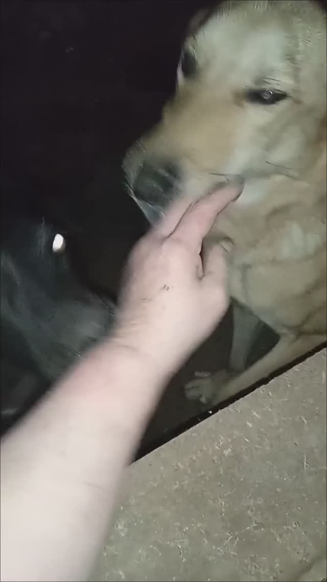 Персик и Чуча - трусель и приставучка