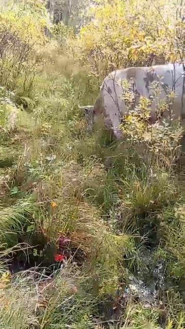 Где пьют наши коровы, если не приходят домой 14.09.25