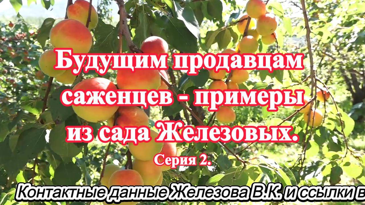 Будущим продавцам саженцев - примеры из сада Железовых. Серия 2.