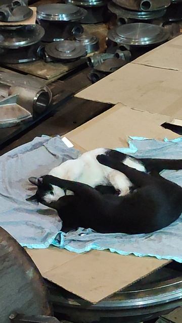 Покусончики.