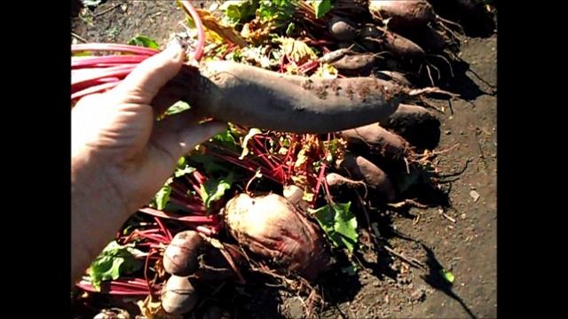 Свекла сорт ЦИЛИНДРА