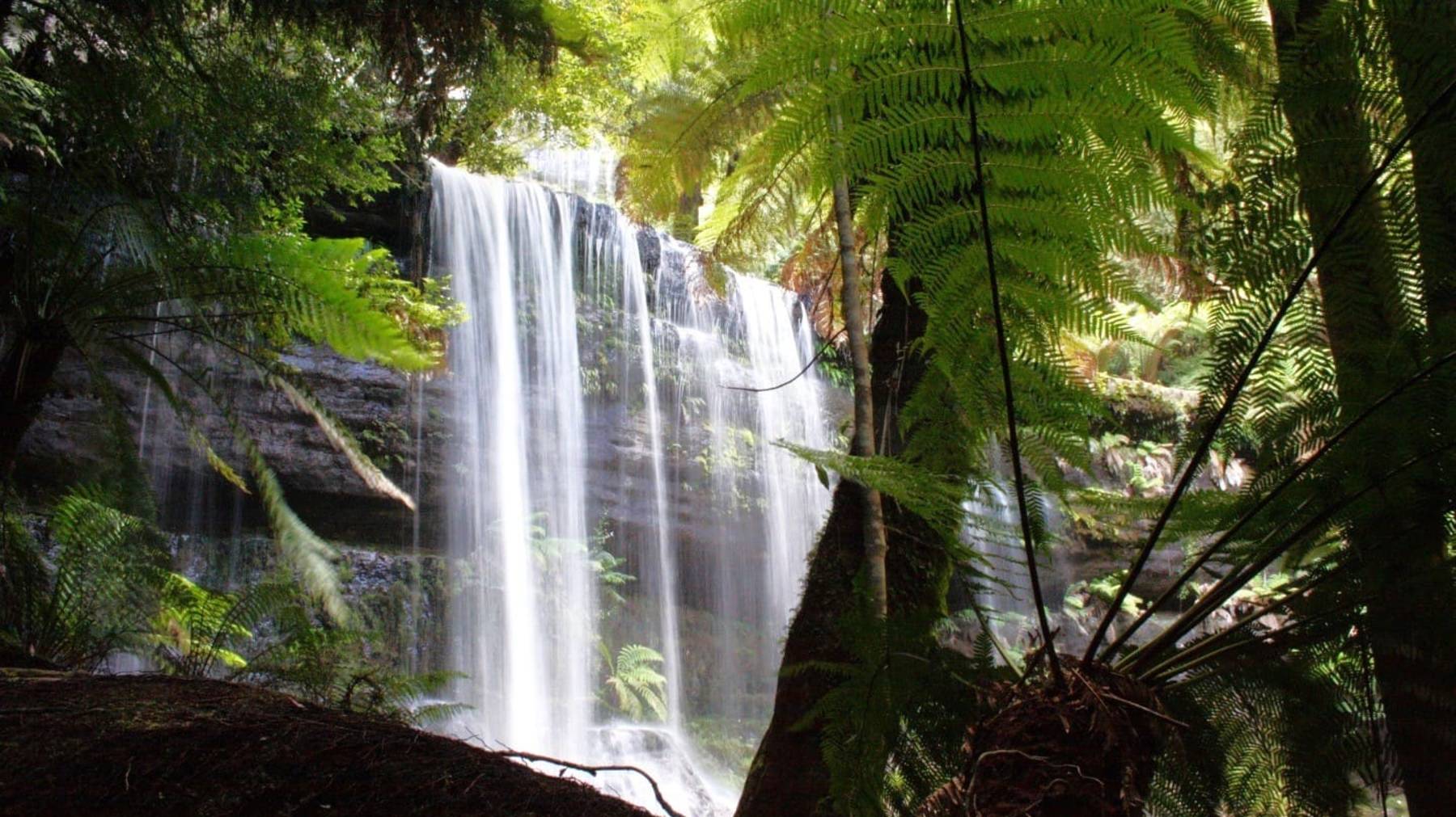 Тасмания: дождевые леса и самые высокие эвкалипты в островном штате Австралии,Mt Field national park