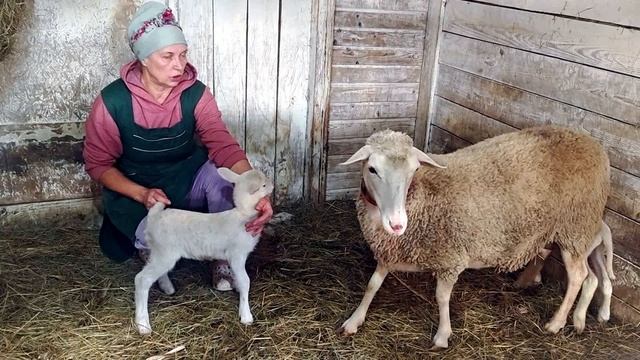 ЯГНЯТА РАСТУТ КАК НА ДРОЖЖАХ!