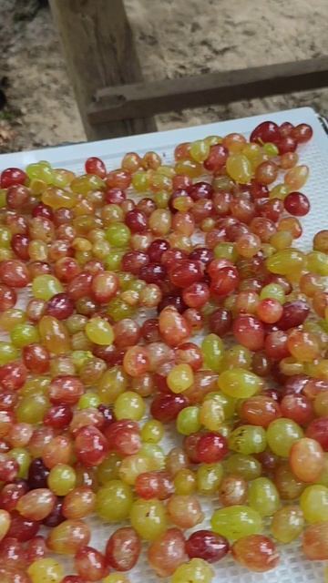 Делаю изюм из кишмиш Лучистый и Новочеркасский