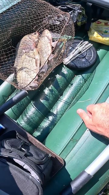 Эти кабаны порвали металлический садок и...