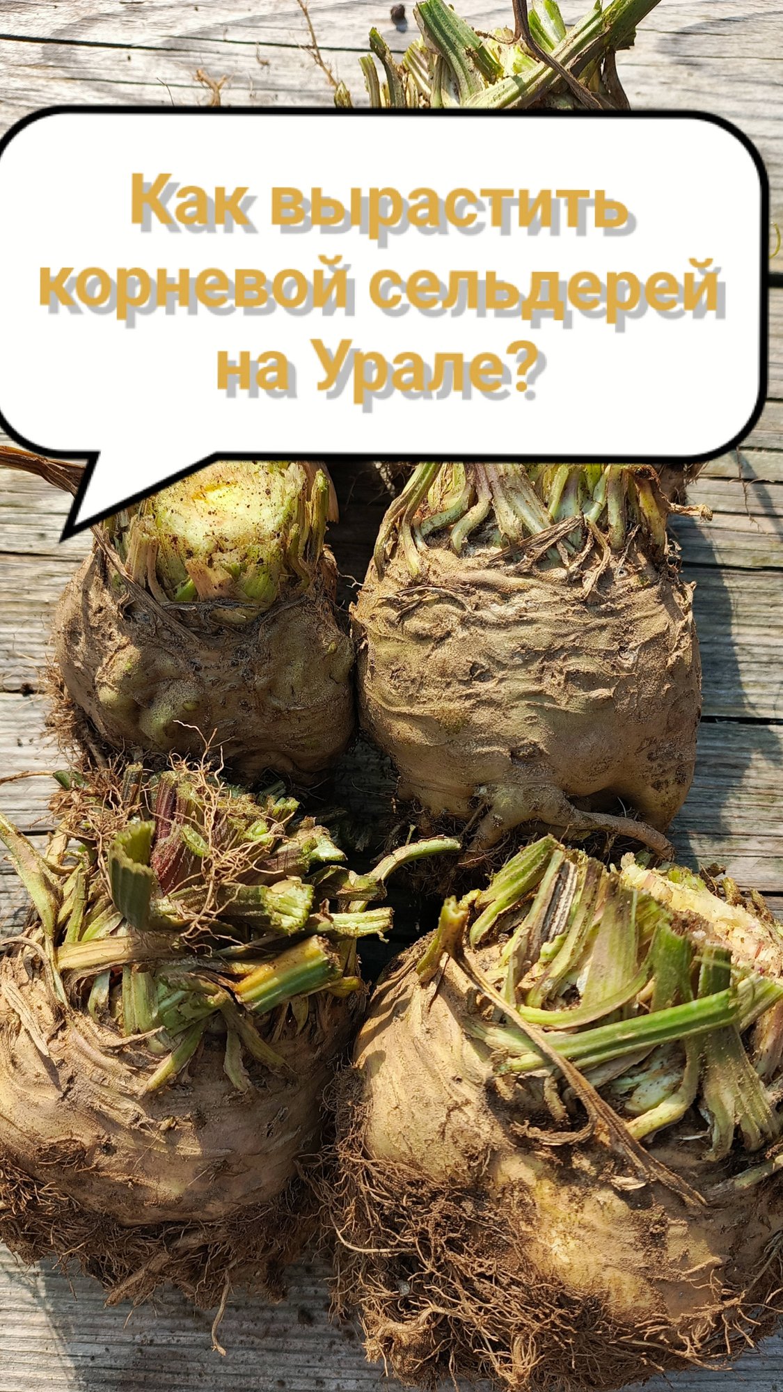 Полезный корневой сельдерей вырастить несложно
