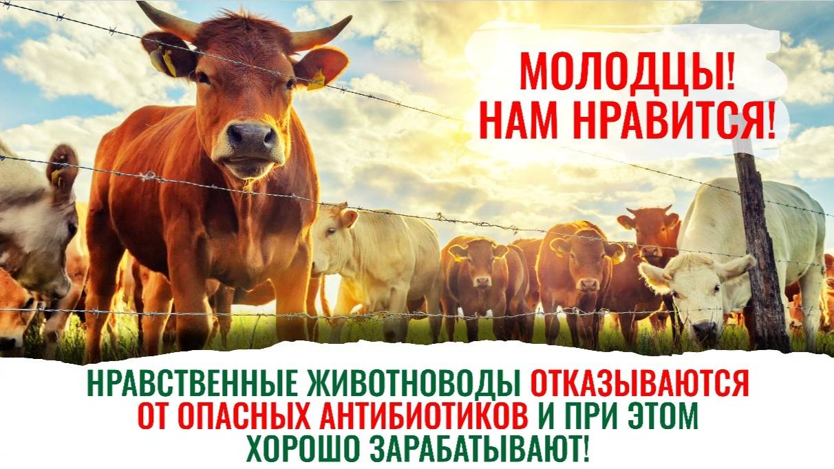 Кормовые добавки Ветоспорин + Услада для стада — это большие привесы и здоровье животных