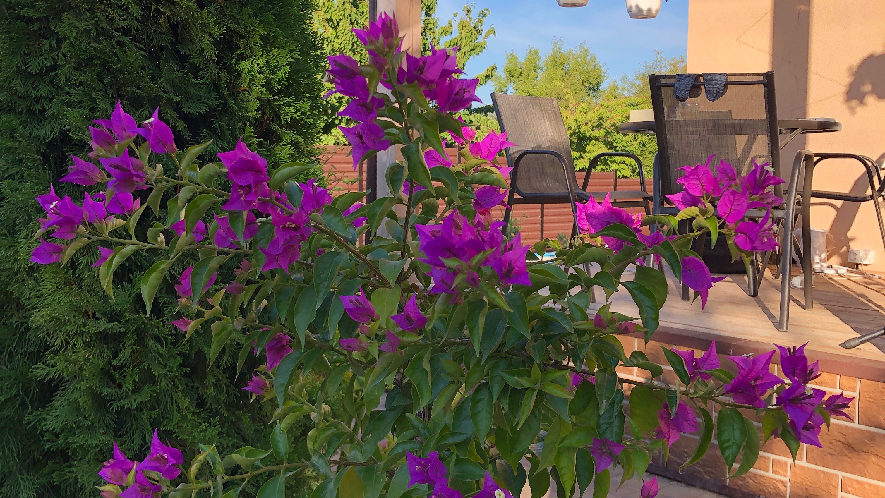 Зачем я пересаживаю Бугенвиллею второй раз за сезон?