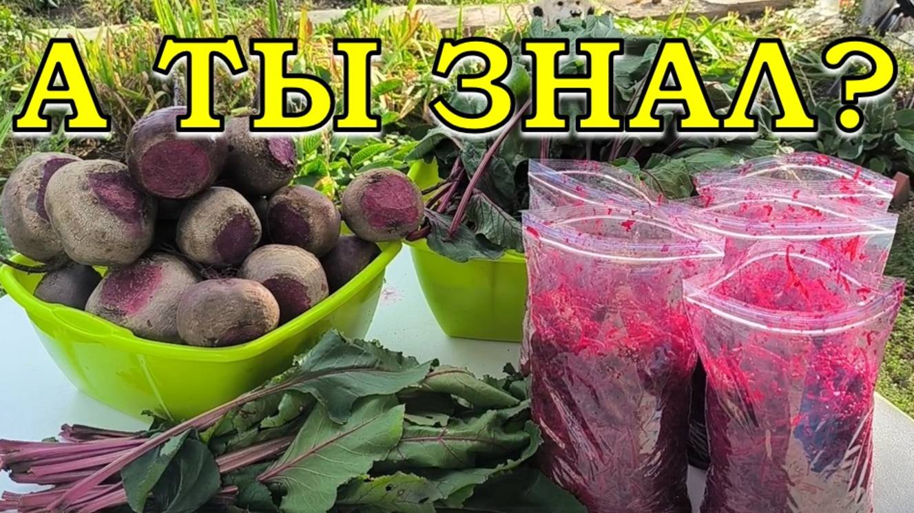 УРОЖАЙ СВЕКЛЫ: сохраняю вместе с БОТВОЙ🔥🔥🔥