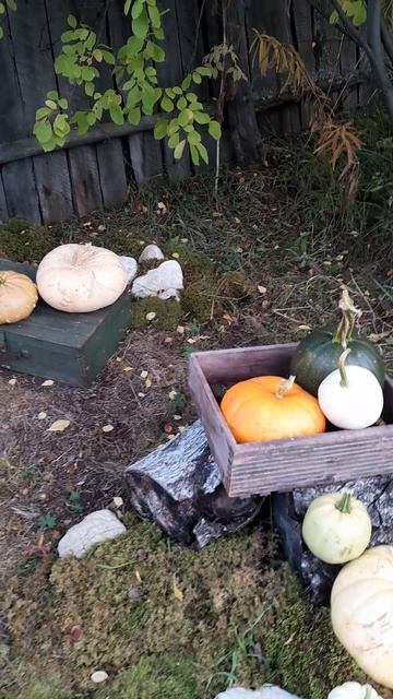 Урожай тыквы. Красота