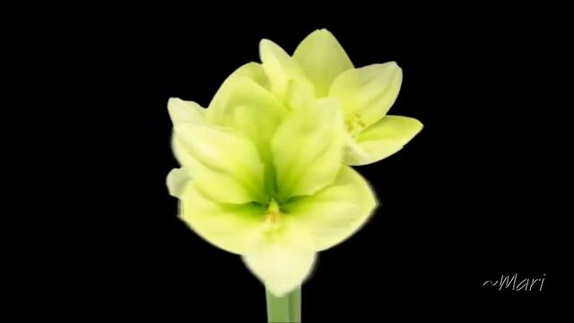 Music by Sergei Chekalin ~ Elegy