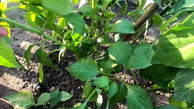 Урожай перцев без рассады