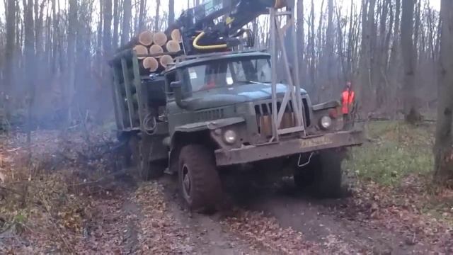 Гружёные лесовозы по бездорожью