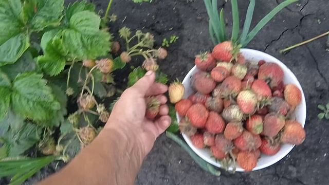 17.6.25г. Красиво Цветёт ВЕРБЕЙНИК Жёлтый!!!  Первый Урожай🍓🍓🍓 РЕМОНТАНТНОЙ КЛУБНИКИ👍👍👍!!!
