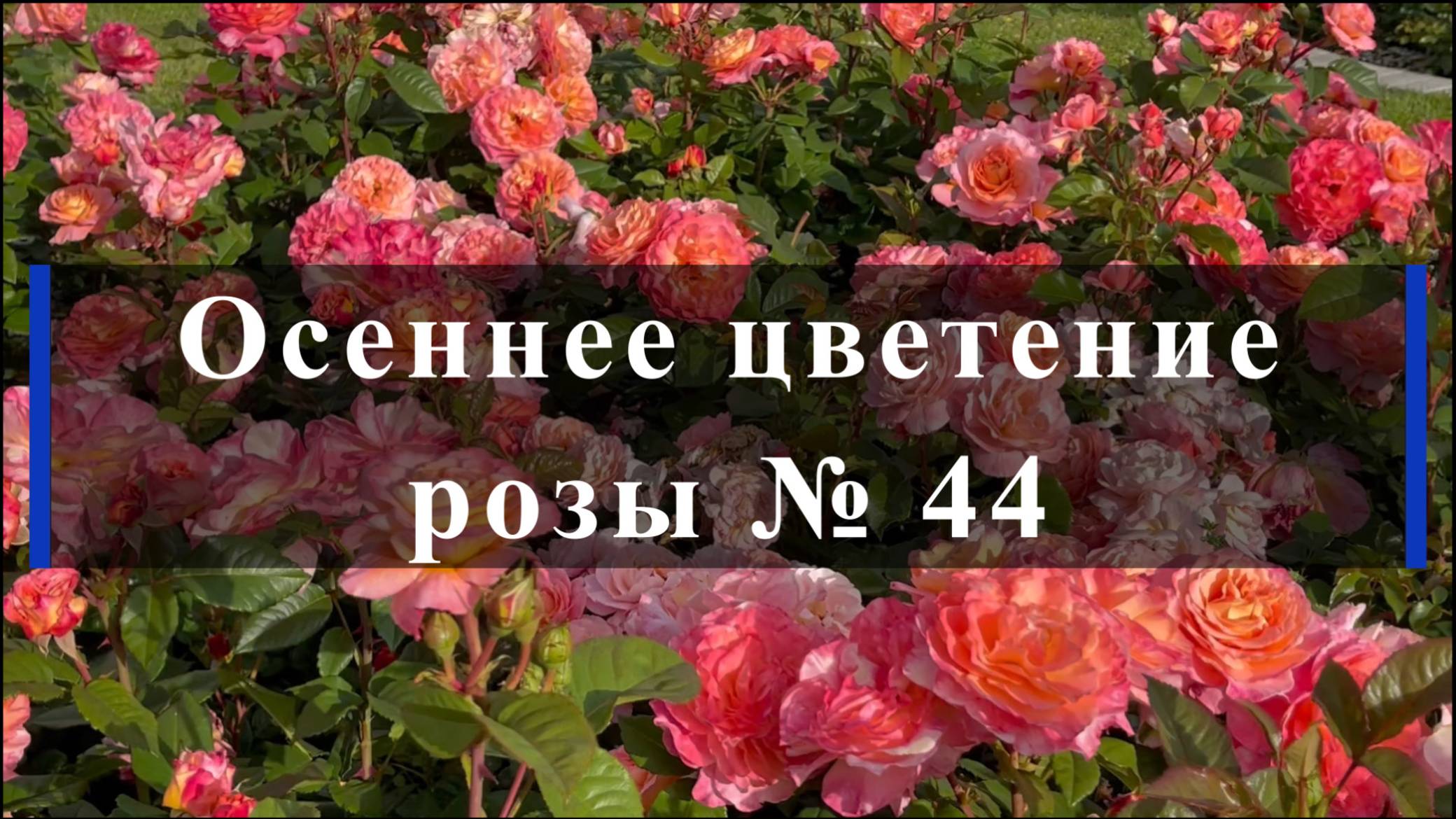 Осеннее цветение розы № 44