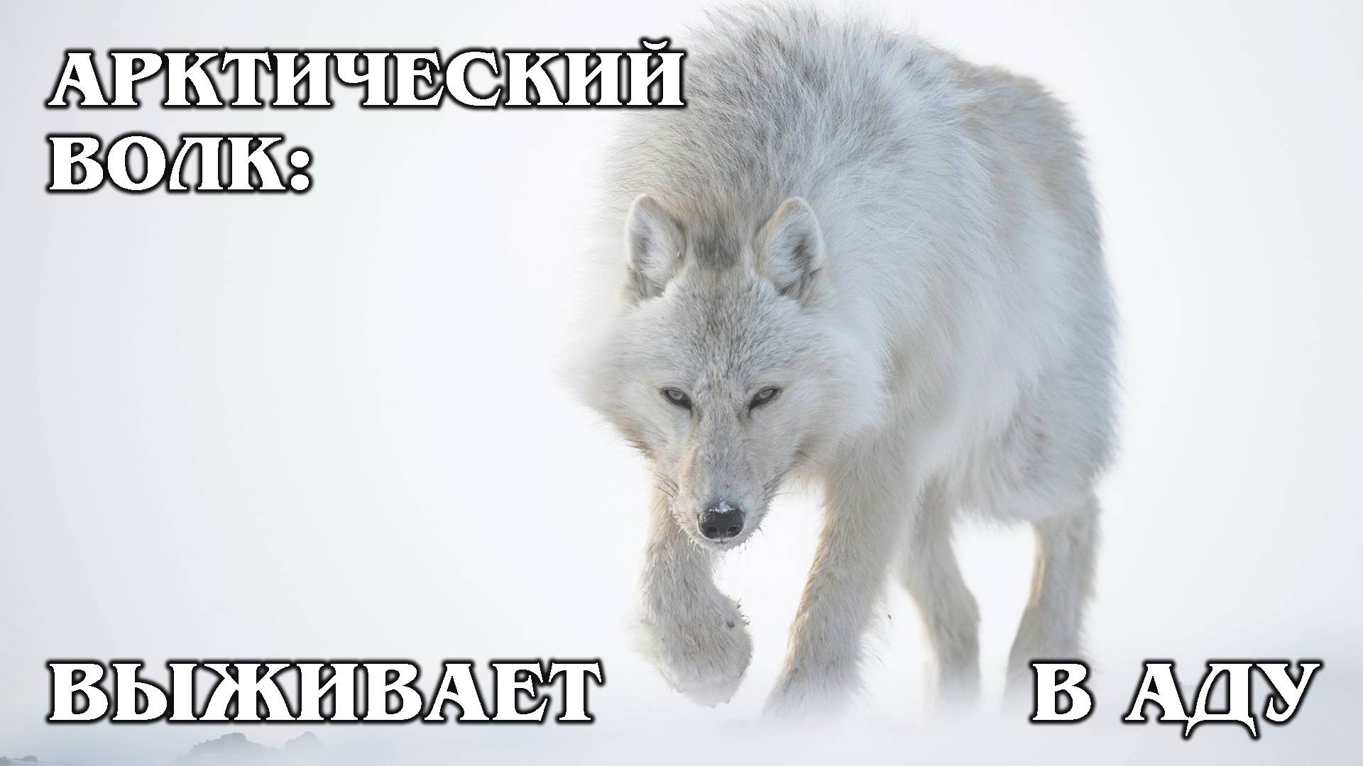 Волк Арктики: Закон Стаи | Интересные факты про волков