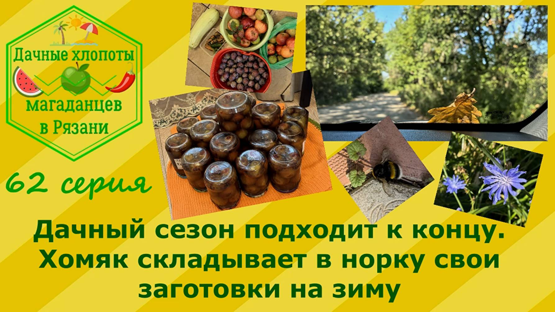 Дачный сезон подходит к концу.Хомяк складывает в норки свои заготовки на зиму.62 серия дачных хлопо