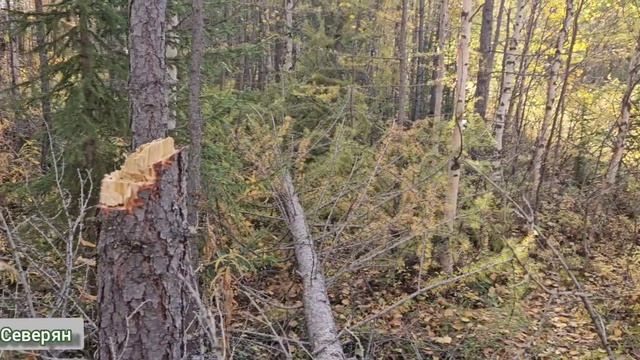 Утро прогулка по лесу. ЖизньСеверян 2025. Ямало-Ненецкий АО Лабытнанги Крайний Север ЯНАО