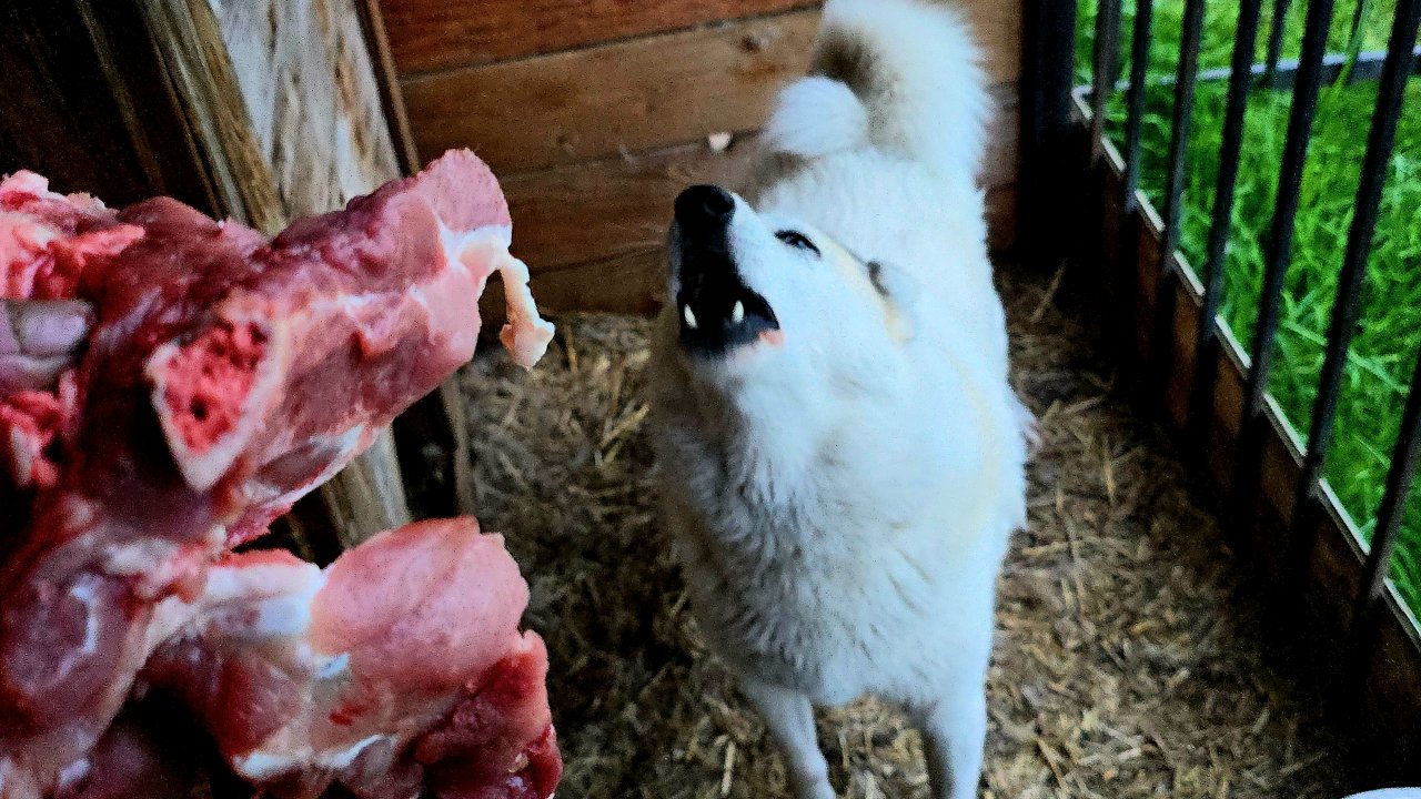 Сначала лайки и подсадные