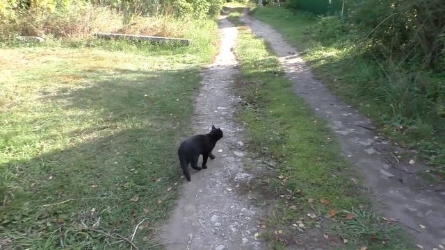 Симпатичная Киса