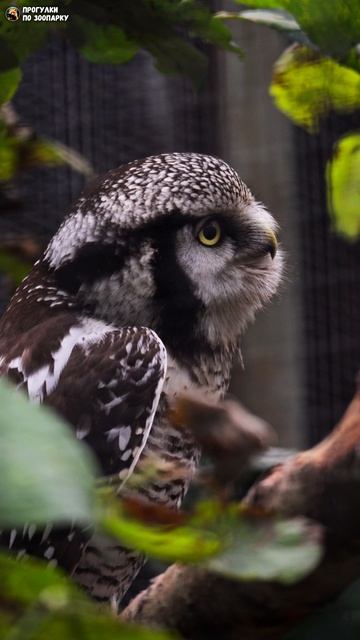 Ястребиная сова стабилизируется. Ленинградский зоопарк