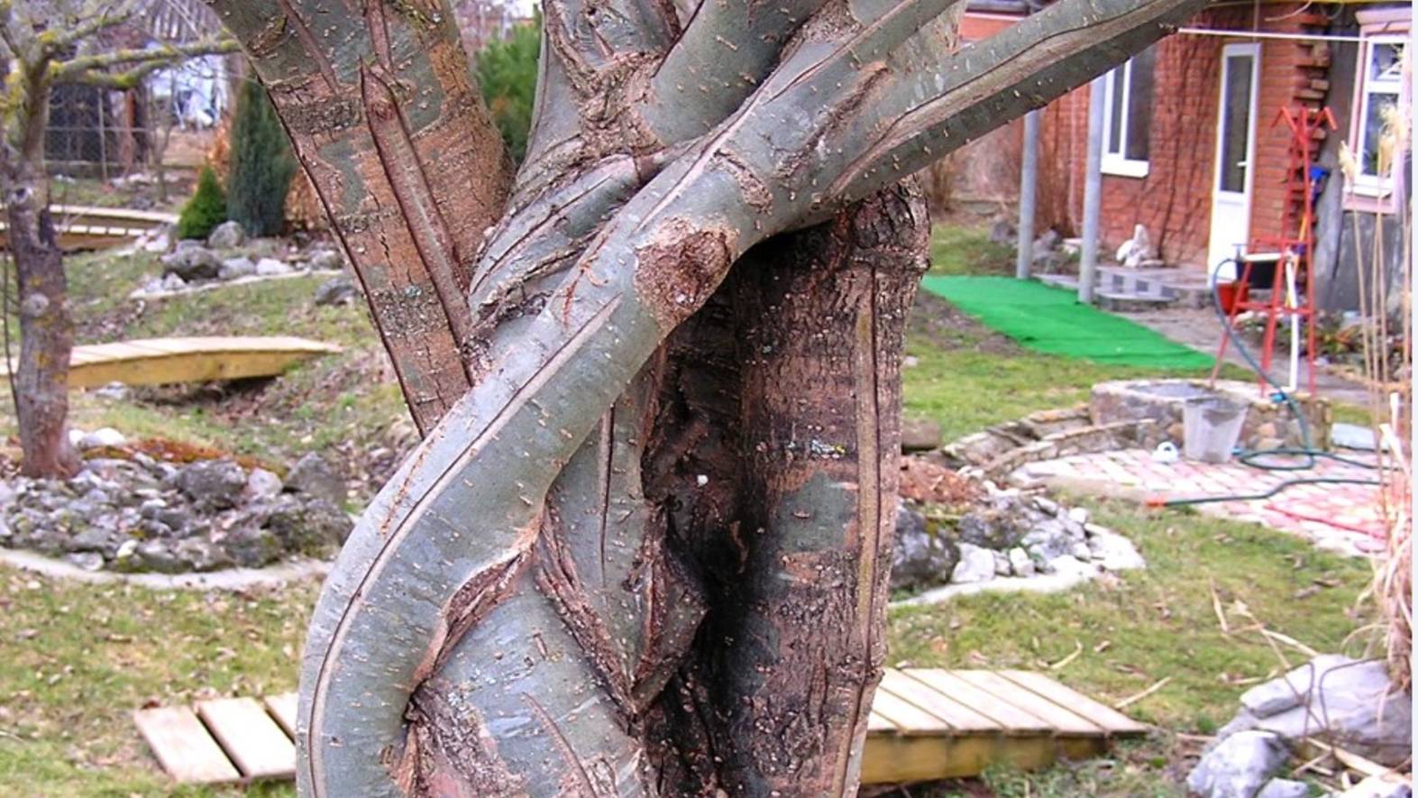 Редкая, но полезная прививка - ВПРИКЛАД.