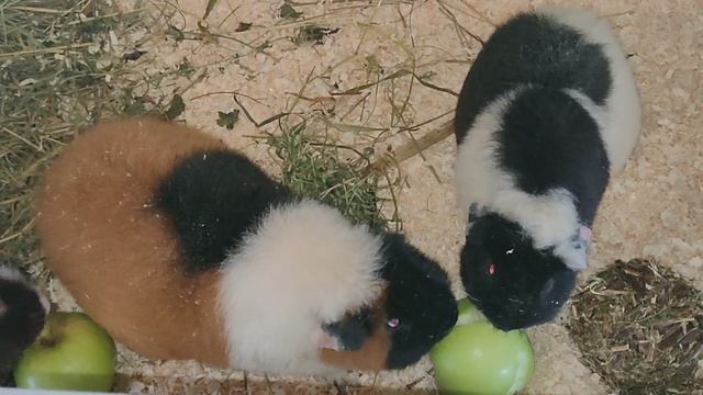 Кто лучше #самка или #самец #морскаясвинка #американскийтедди +79215950848