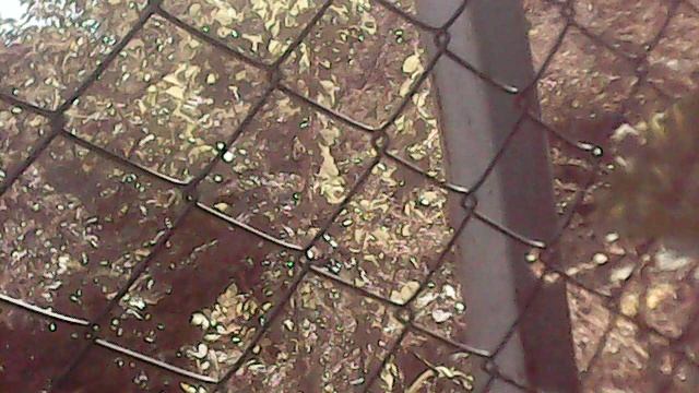 Снимаю тыковку "Богатырская Сила"