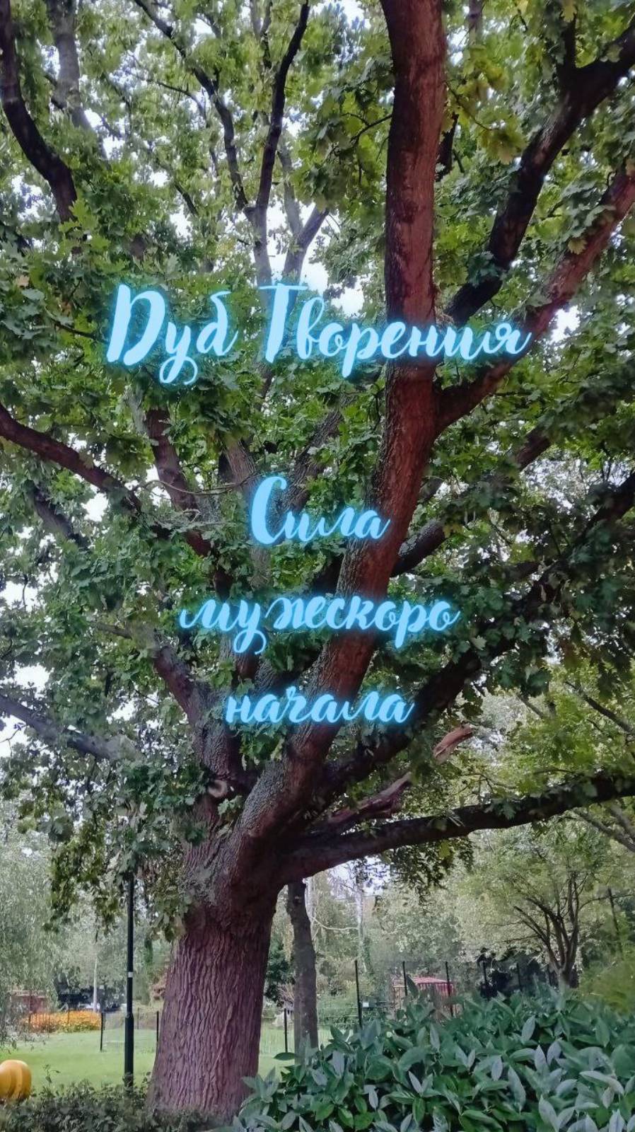 #999 Дуб Творения. Сила мужского нвчала. Энергоработа ВселеннаяЯ