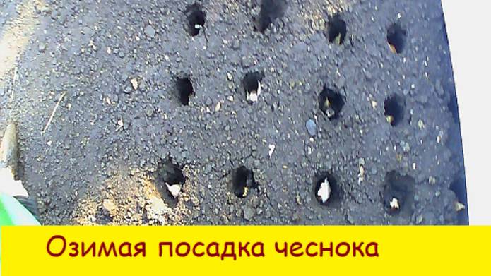 Озимая посадка чеснока